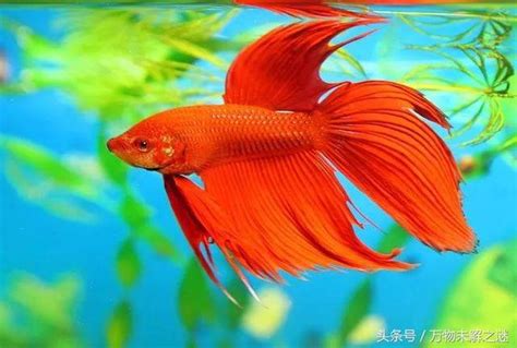 魚有靈性嗎|魚可以思考和感受嗎？科學家來告訴你